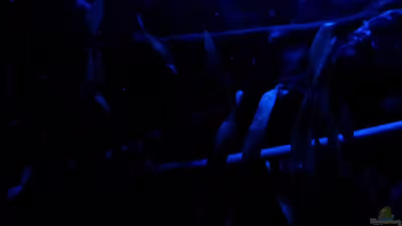 Mondlicht von Newbie (43)