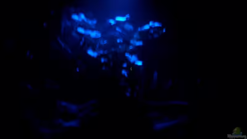 Mondlicht von onil (9)