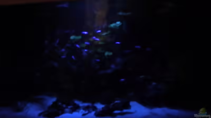 Mondlicht von Onkel (2)