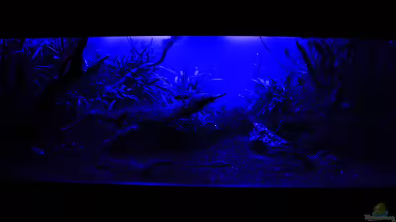 Mondlicht von OrangeBuschfisch (22)