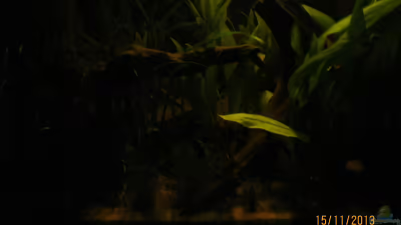 Mondlicht von Paul B. (17)