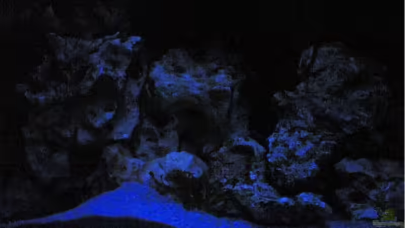 Mondlicht von Richard Lischka (6)