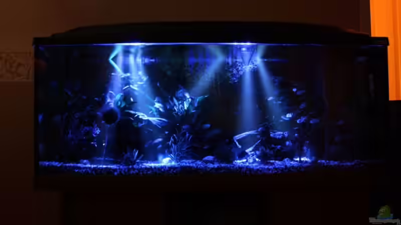 Mondlicht von Sabrina Mertes (3)