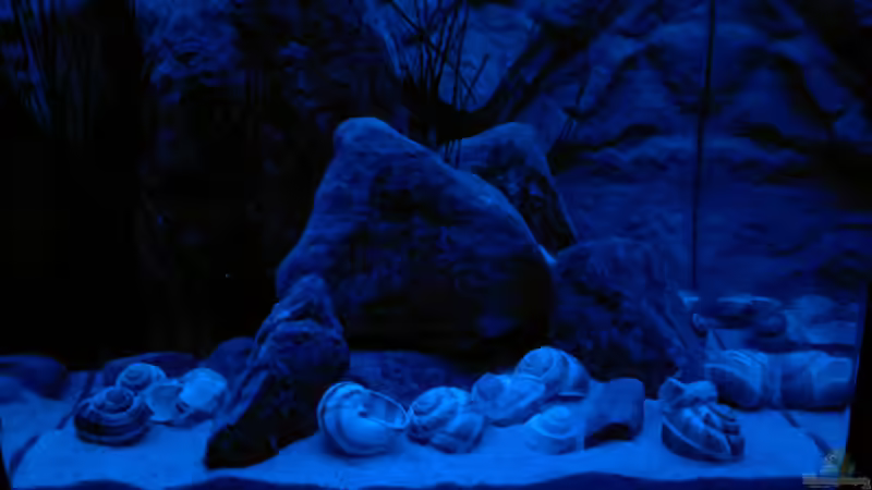 Mondlicht von Sambia (42)