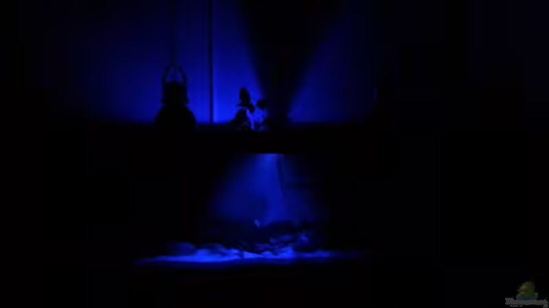 Mondlicht von seb (25)