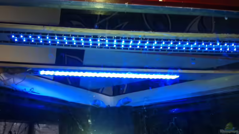 Mondlicht von Snakehead (15)