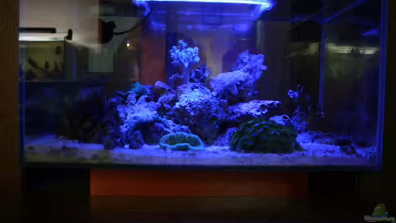 Mondlicht von Stalker (3)