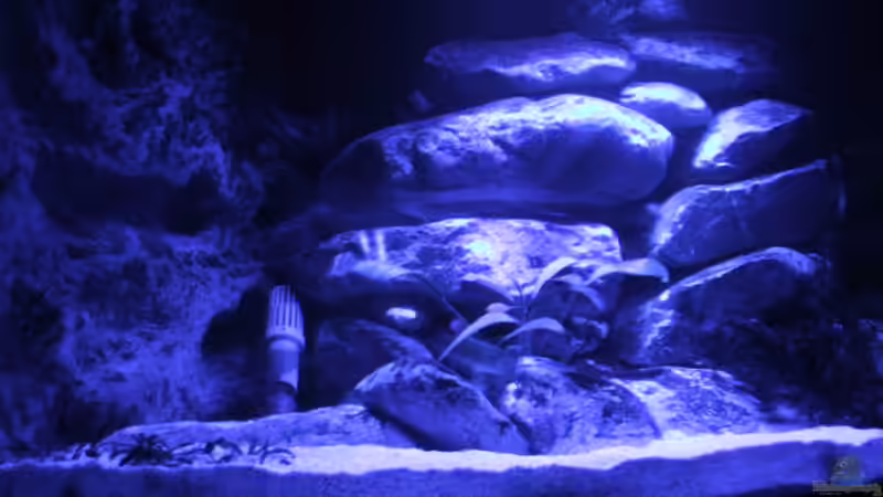 mondlicht von wadde (10)