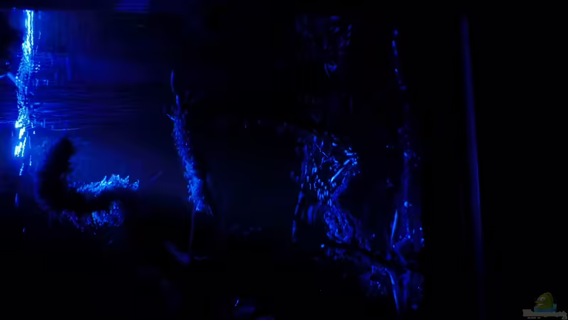 Mondlicht von Walde (79)