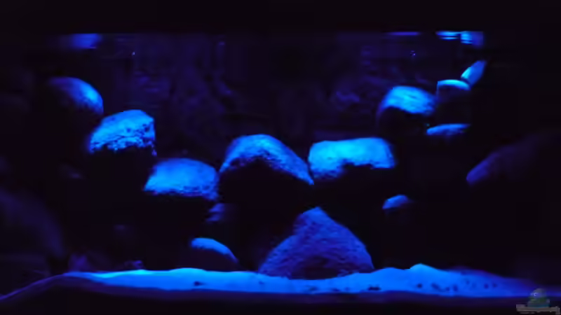 Mondlicht von Yellow Man (2)