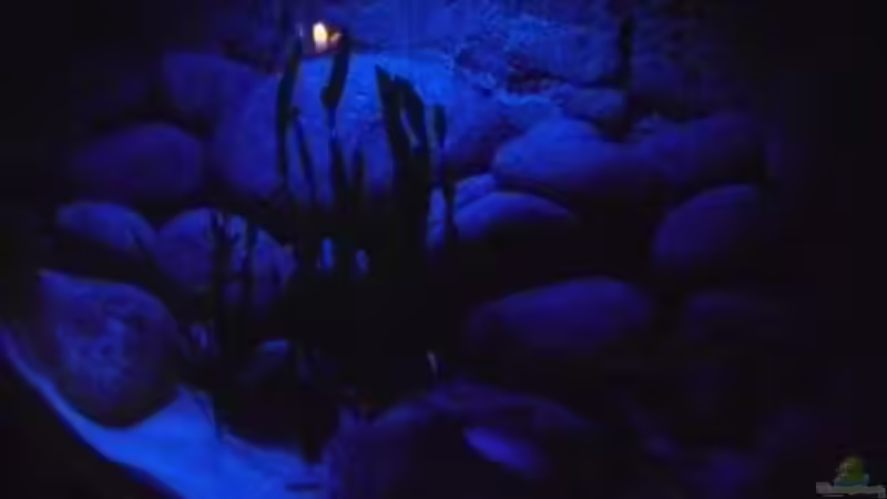 Mondlichtathmosphäre im Becken von Markus Bovermann (2)