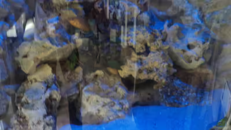 Mondlichtphase leider am Tag Fotografiert von malawifans (7)