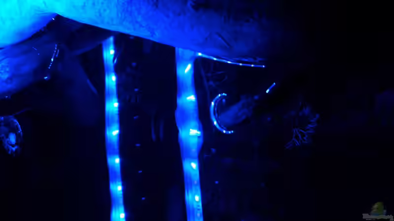 Mondlichtstäbe von Alexander Deepocean (5)