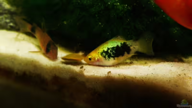 Mondplaty von Lars T. (22)