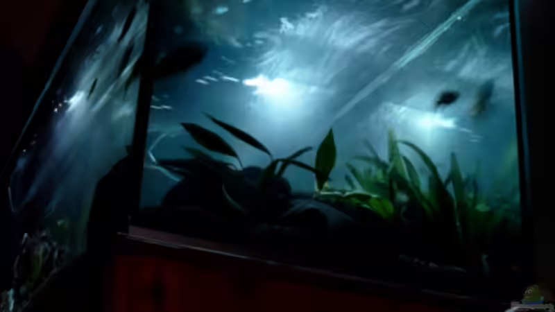 Mondschein bei Do it Yourself von Christian Klar (29)