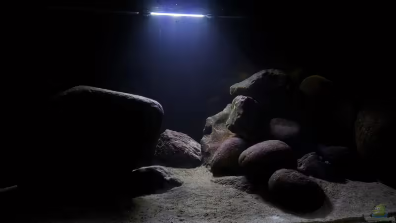 Mondschein von aquariumwelt (14)