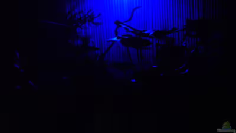 Mondschein von David Weidenbacher (19)