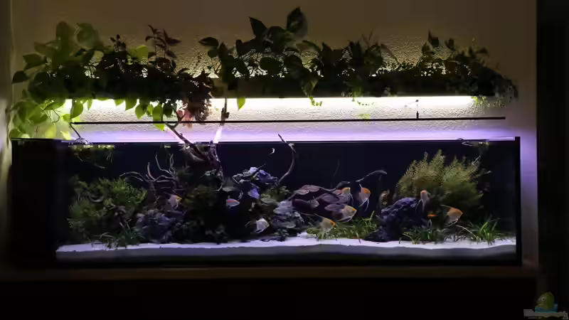 Mondschein von Michinet (6)