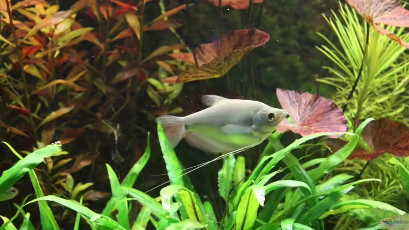 Mondscheinfadenfisch von Wolfgang Röhken (25)