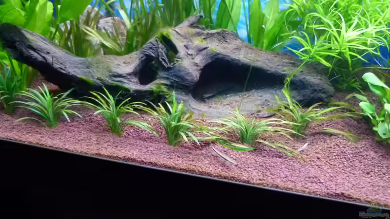 Mongrovenwurzel mit Höhle von Mc.Maurer (17)