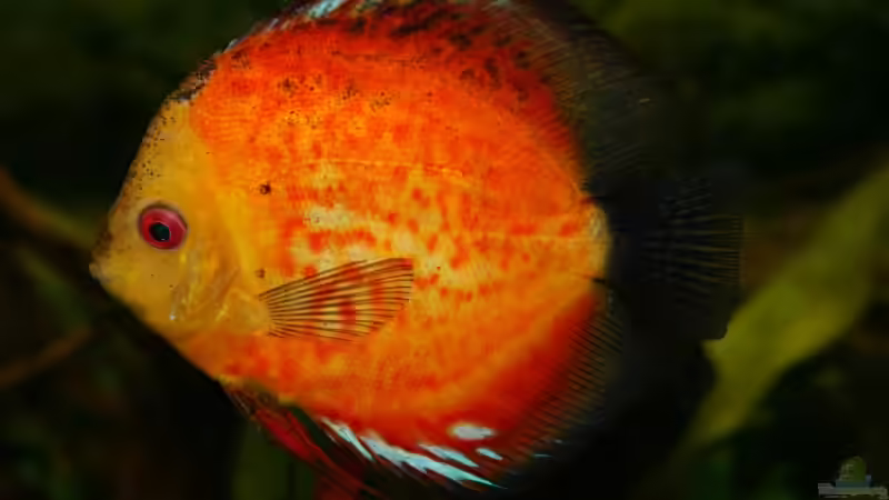 Moning Glory von Steffen Rübsam (26)