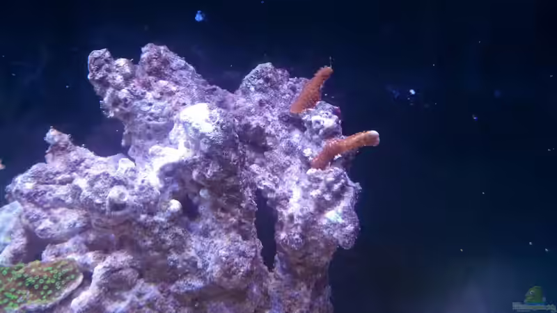 Monitpora von Moepple (22)