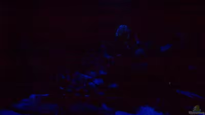 Monlicht Blau von Alamo (10)