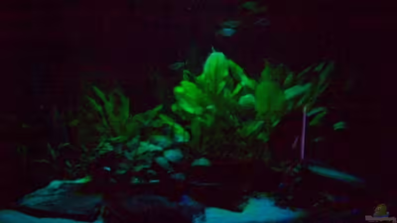 Monlicht Grün-Blau von Alamo (12)