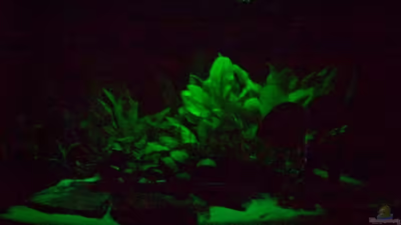 Monlicht Grün von Alamo (11)