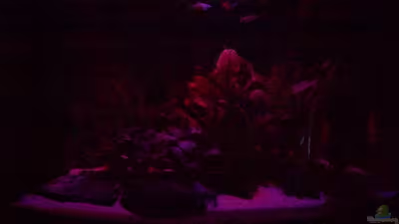 Monlicht Rot-Blau von Alamo (14)