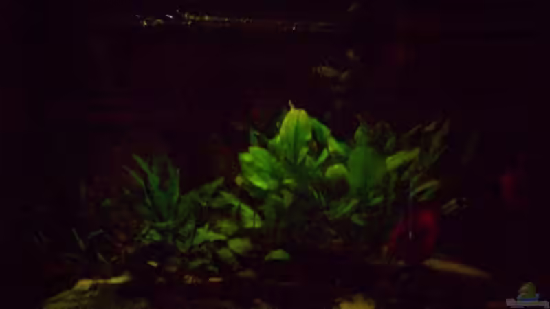 Monlicht Rot-Grün von Alamo (13)