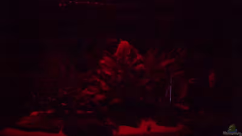 Monlicht Rot von Alamo (9)