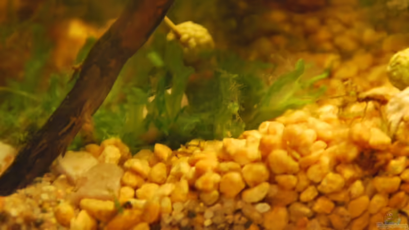 Monoselenium tenerum von lomarraco (43)