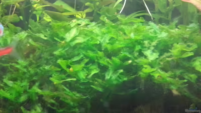 Monosolenium tenerum / Großes Teichlebermoos von Marcel Witt (9)