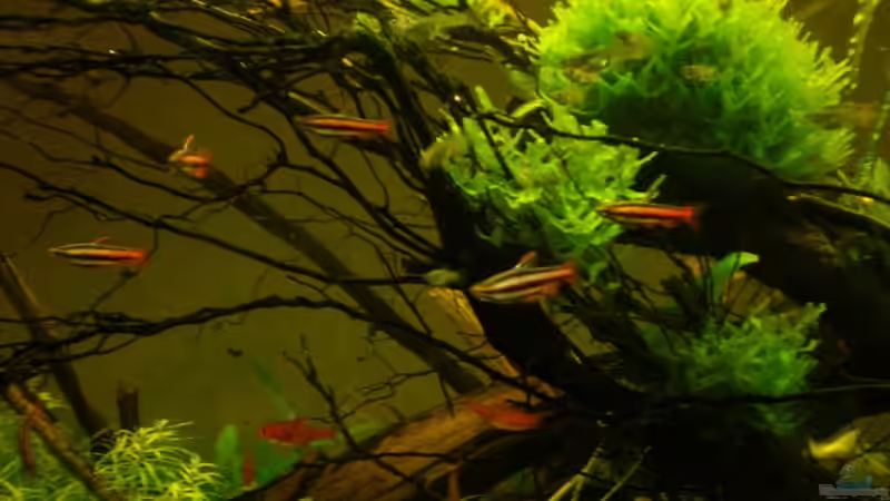 Monosolenium tenerum im Aquarium pflanzen (Einrichtungsbeispiele mit Schwimmendes Lebermoos)