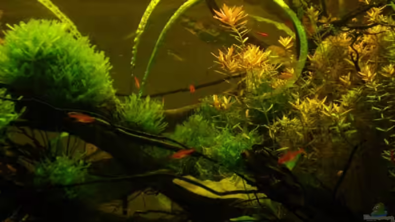 monosolenium tenerum, wurzeln, rotala rotundifolia & funkensalmler von hp (4)