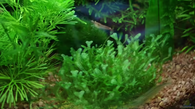 Monosolenium tenerum von hej kompisar (6)