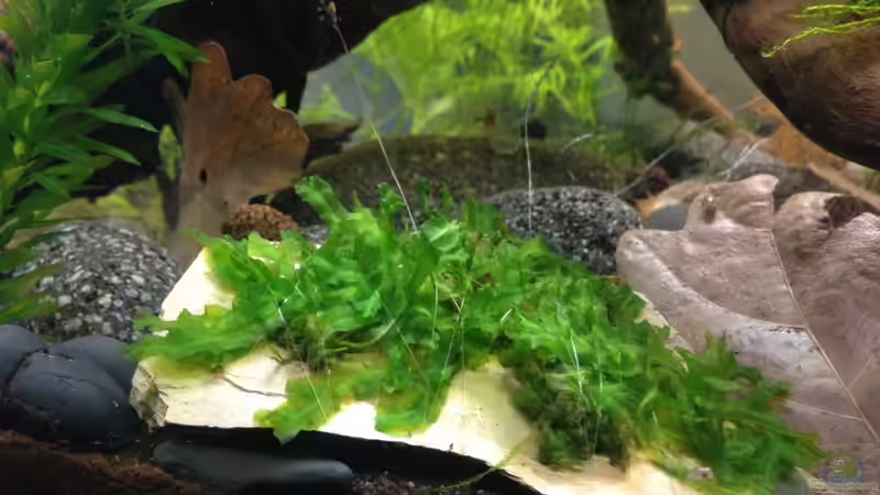 Monosolenium tenerum von Olle696 (4)