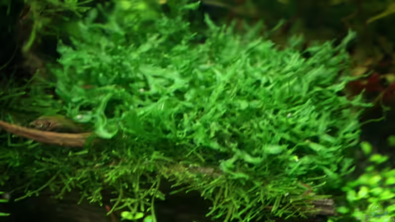 Monosolenium tenerum von Olli N. (6)