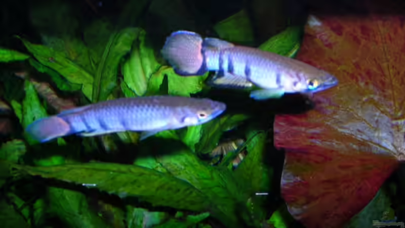 Monroviahechtlinge von Bungi (10)