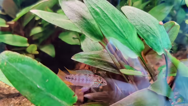 Monsieur Apisto von Tobes (8)