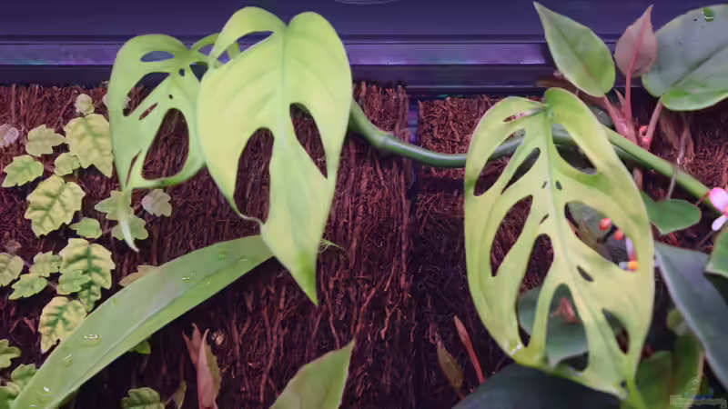 Monstera acuminata von Junglist (18)