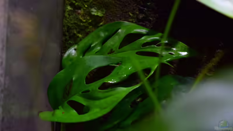 Monstera acuminata von Junglist (34)