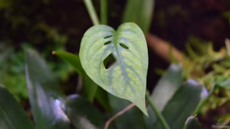 Monstera acuminata von Junglist (34)