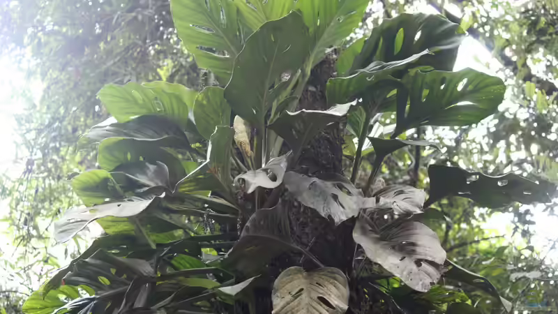 Monstera-Arten: Ein umfassender Guide für Terraristik- und Gartenliebhaber