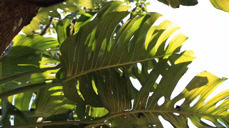 Monstera-Arten: Ein umfassender Guide für Terraristik- und Gartenliebhaber