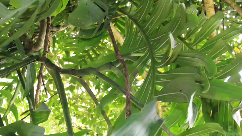 Monstera-Arten: Ein umfassender Guide für Terraristik- und Gartenliebhaber