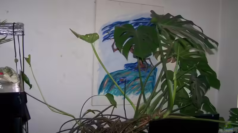 Monstera gross von Klabuster (7)