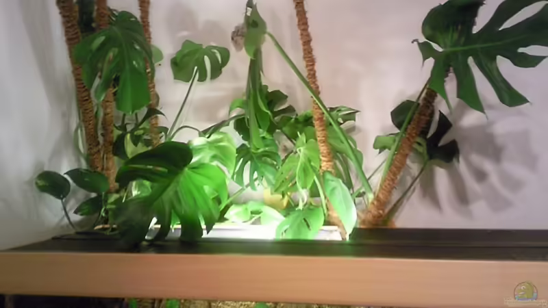 monstera von Frankyfisch (6)