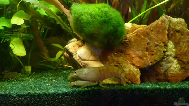 Aquarien mit Atya gabonensis (Monsterfächergarnele)